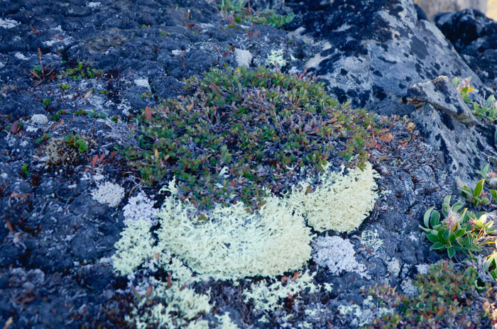 Reindeer moss