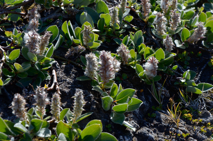 Arctic willow