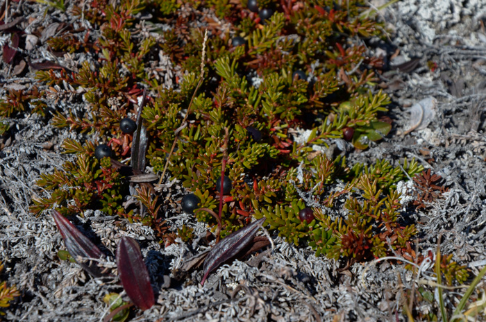 Crowberry