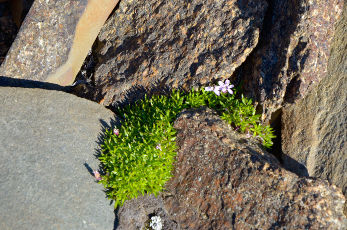 Phlox?