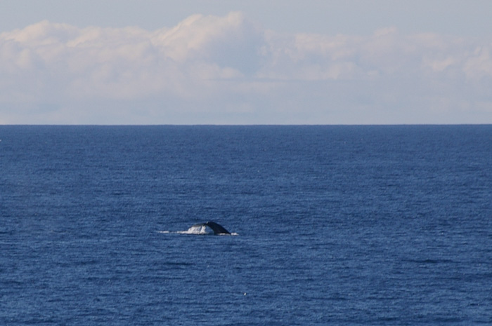 Fin whale fluking