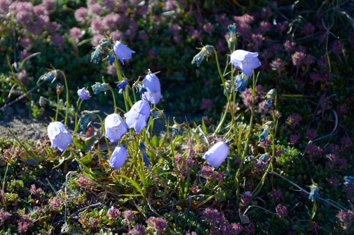 Harebells