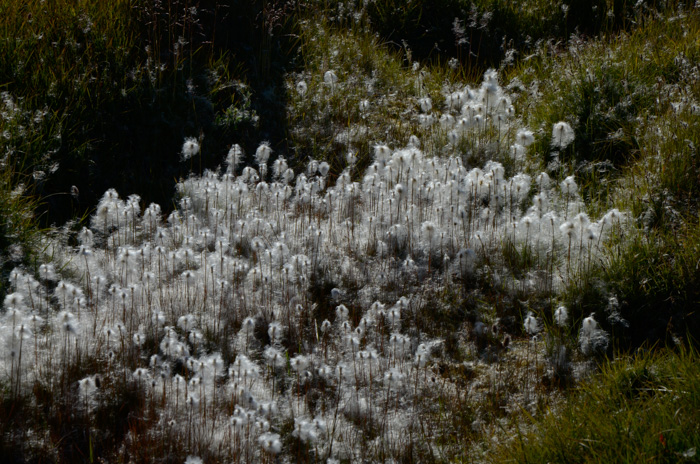 Cotton grass