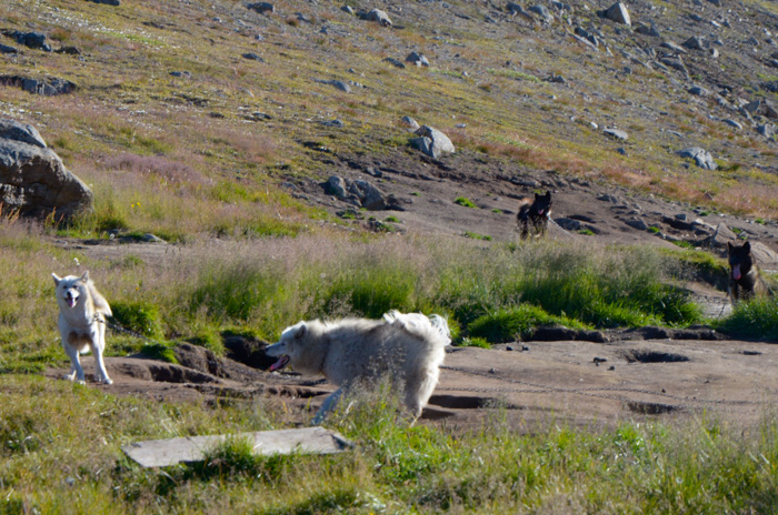 Sled dogs