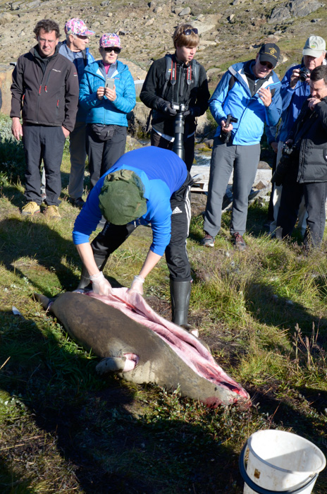 Seal butchering