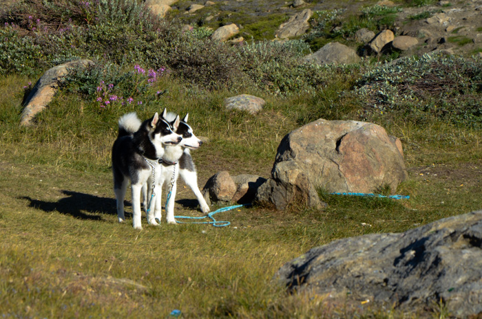 Huskies