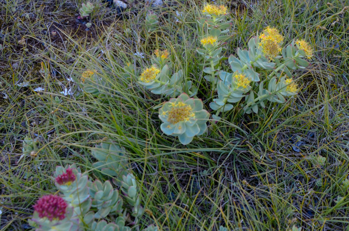 Rhodiola rosea, Greenland