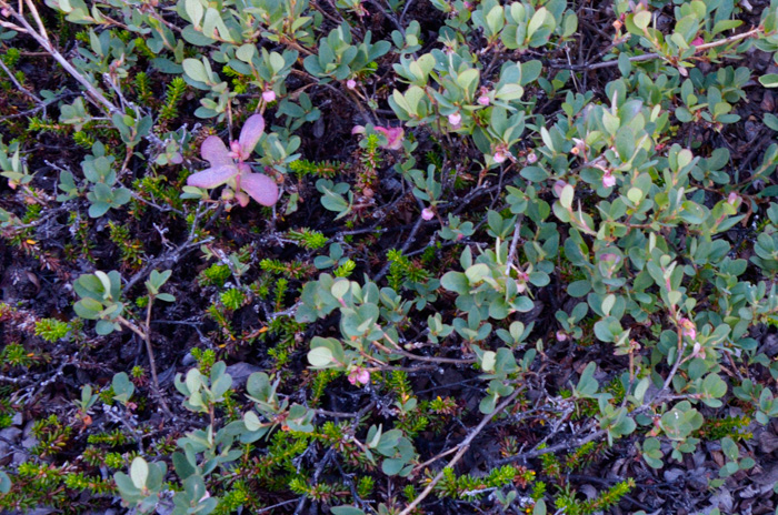 Vaccinium uliginosum