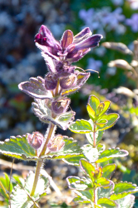 Bartsia aplina