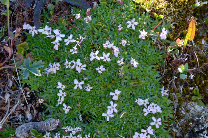 Mystery plant