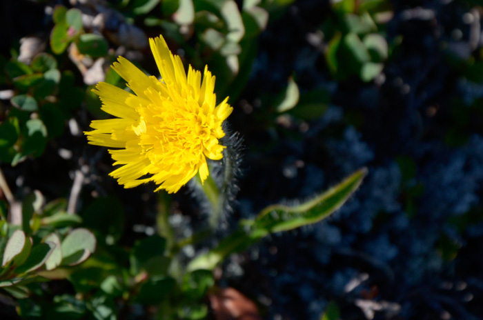 Hieracium alpinum