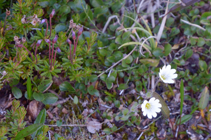 Cerastium arcticum