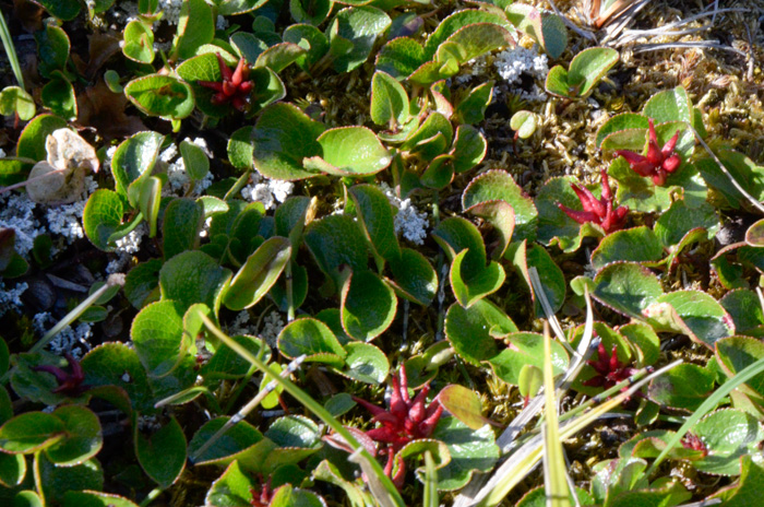 Salix herbacea