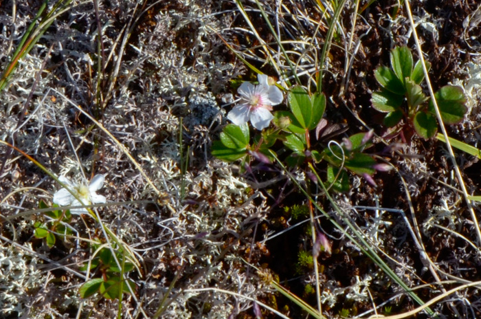 Sibbaldiopsis tridenta, Greenland