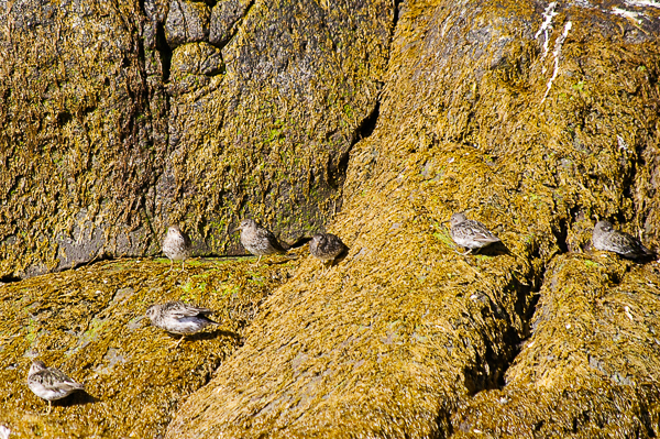 Sanderlings