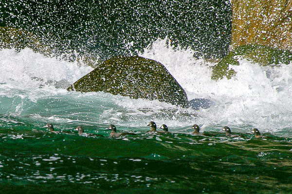 Harlequin Ducks, Iceland