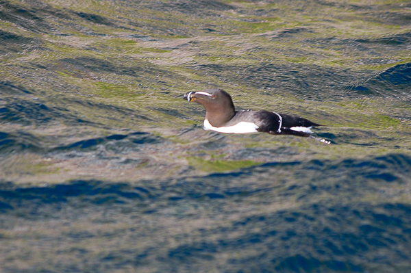 Razorbill