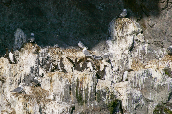 Guillemots & Kittiwakes