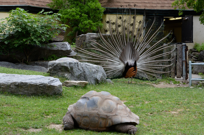 Peacock