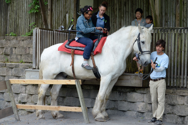 Draft horse rides