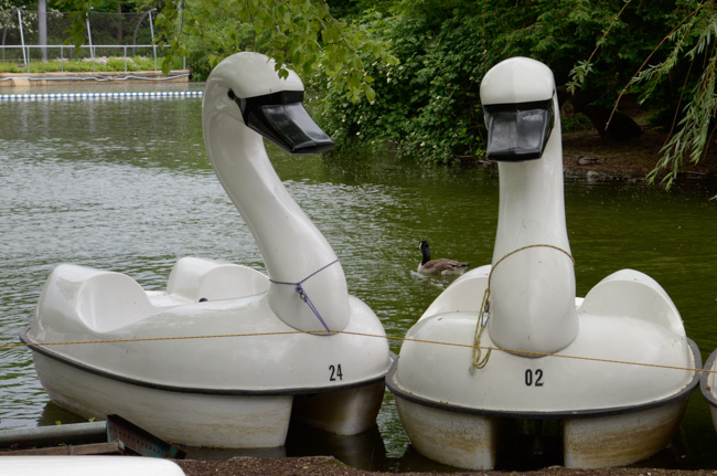 Swan boats