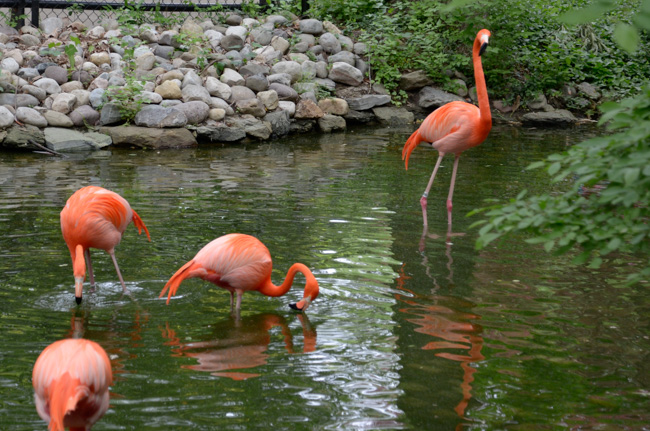 Caribbean flamingoes