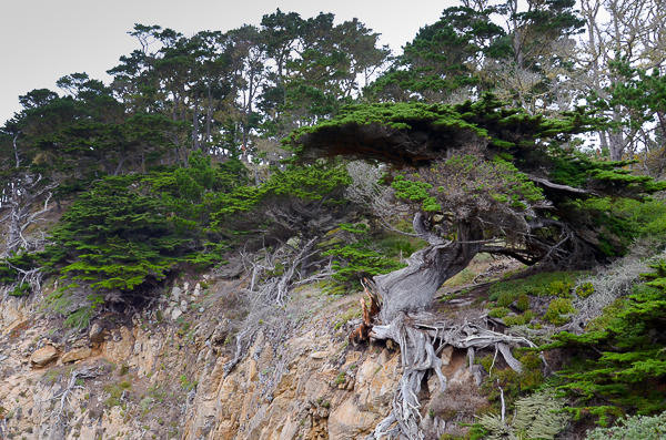 Point Lobos Old Veteran Cypress