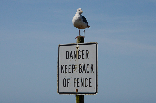 Seagull guard