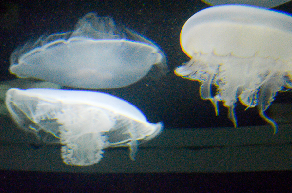 Jellyfish