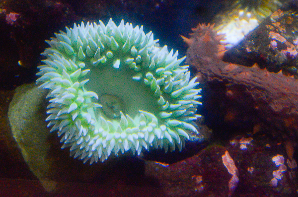 Sea Anemone