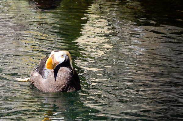 Tufted Puffin