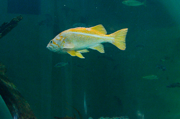 Yellow fish