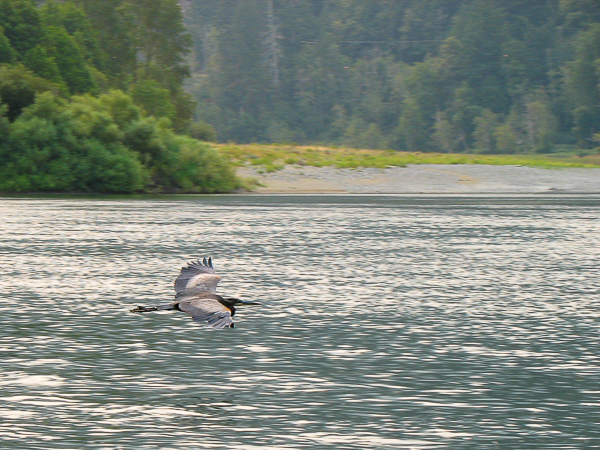 Great Blue Heron