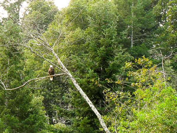 Bald Eagle