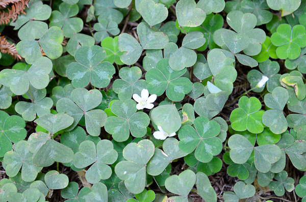 Oxalis