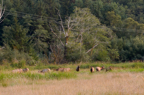 Roosevelt Elk