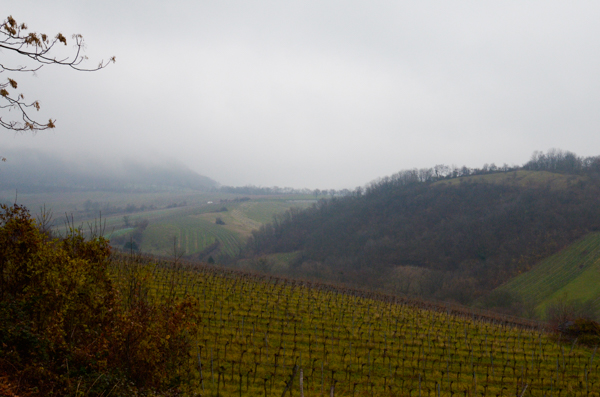 Grinzing Vineyards