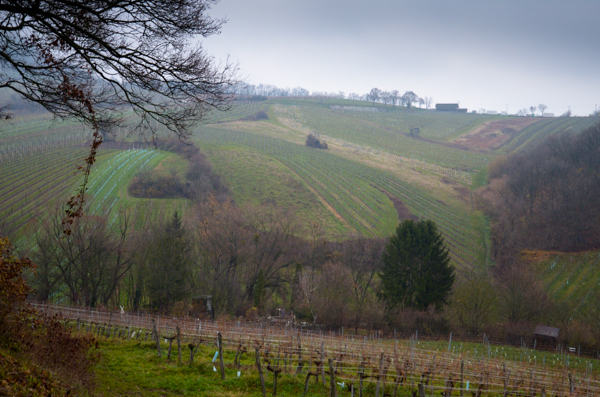 More vineyards