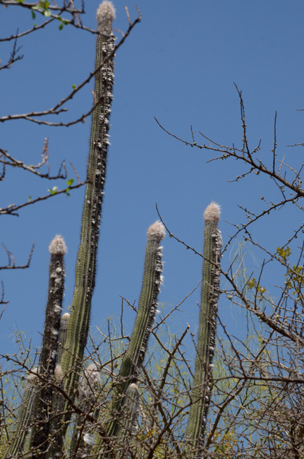 Cactus tree with caps