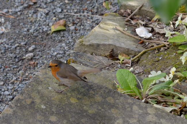 English Robin