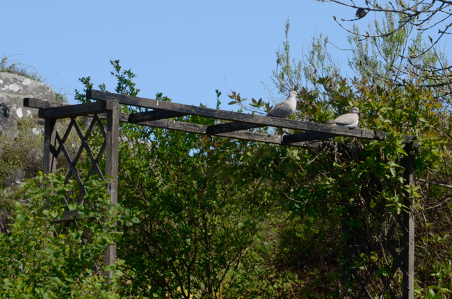 Collared Doves