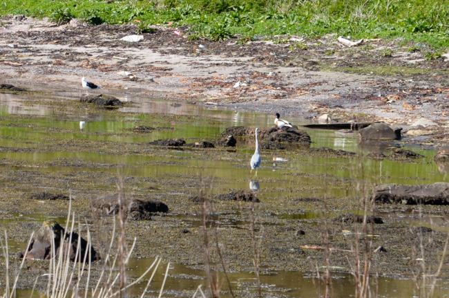 Shore birds