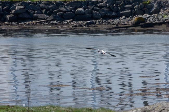 Shelduck on the wing