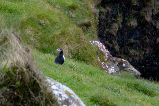 Puffin