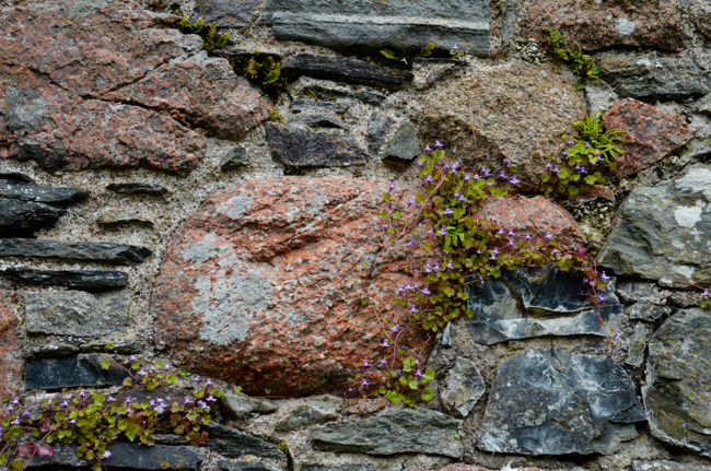 Stones & flowers