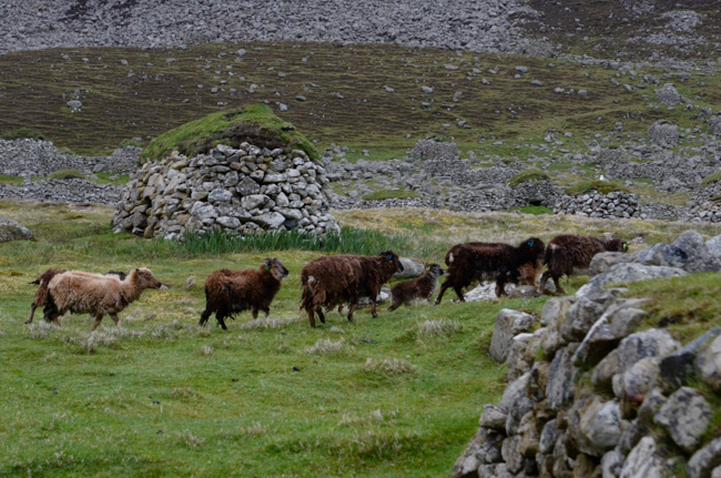 St Kilda Sheep