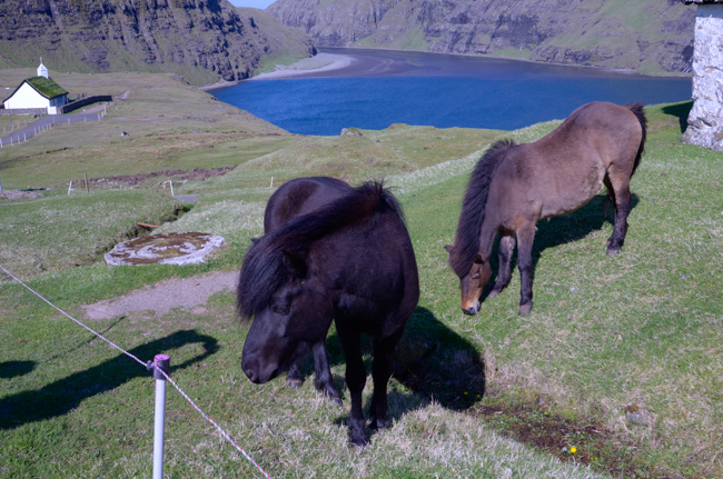 Faroe Island horses