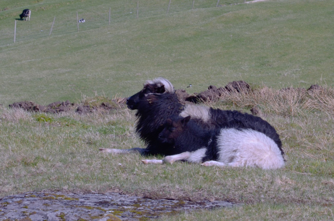 Faroese Sheep