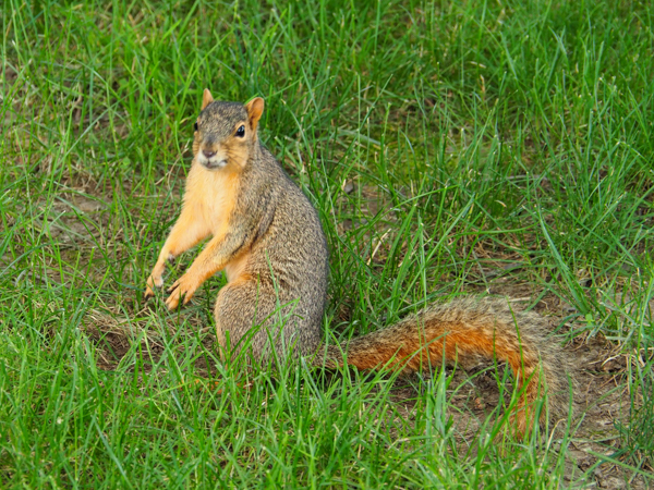 Fox squirrel