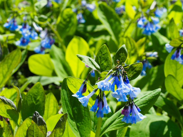 Virginia bluebells